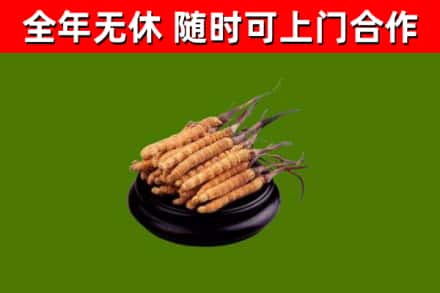 普宁回收散虫草