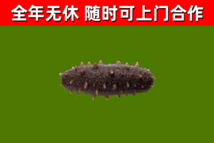 普宁回收海参干